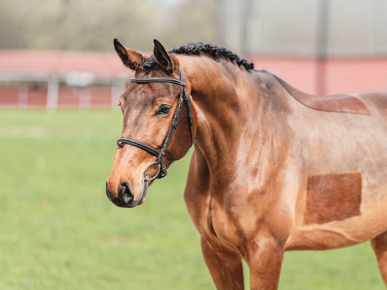 Oldenburger Springpferd Wallach 6 Jahre 168 cm Rotbrauner in Zduchvice