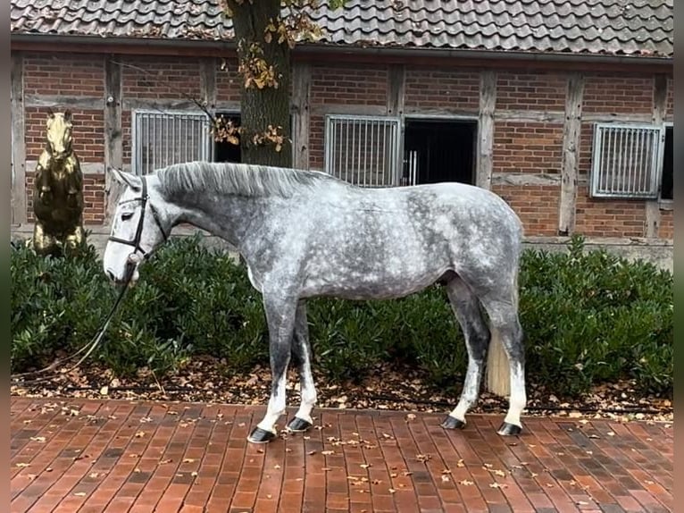 Oldenburger Springpferd Wallach 6 Jahre 168 cm Schimmel in Lohne (Oldenburg)
