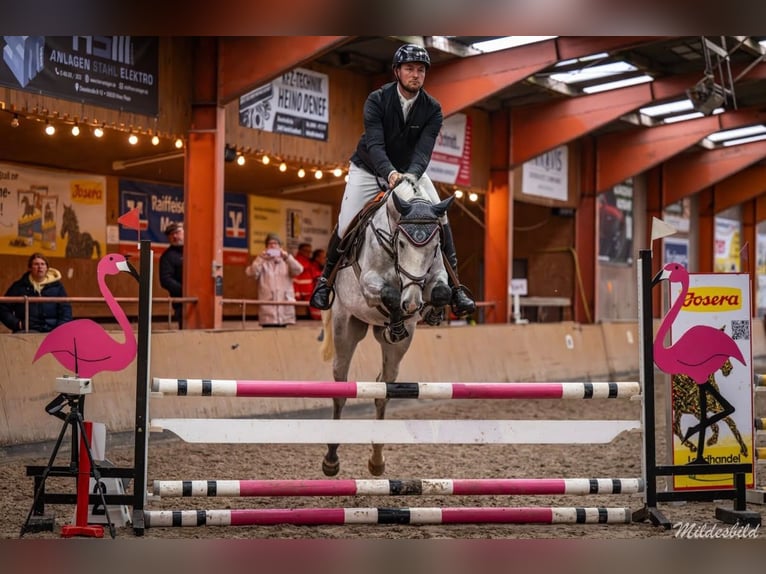 Oldenburger Springpferd Wallach 6 Jahre 168 cm Schimmel in Moormerland