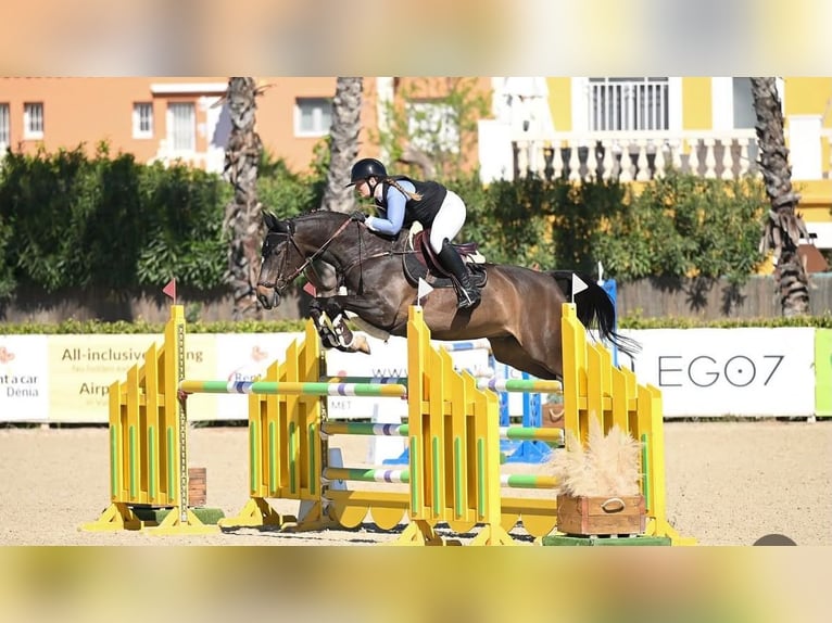 Oldenburger Springpferd Wallach 6 Jahre 168 cm Schwarzbrauner in Bad Kreuznach
