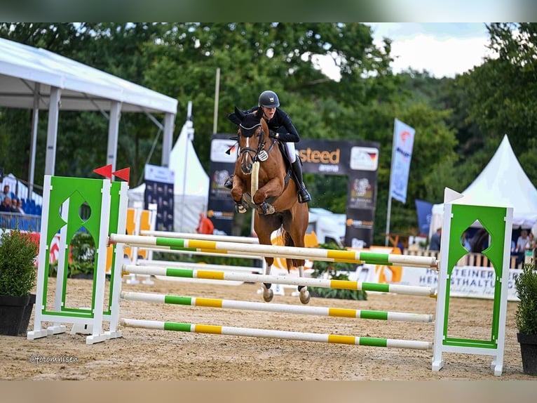 Oldenburger Springpferd Wallach 6 Jahre 169 cm Fuchs in Hasbergen
