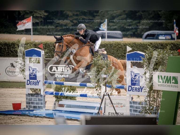 Oldenburger Springpferd Wallach 6 Jahre 169 cm Fuchs in Hasbergen