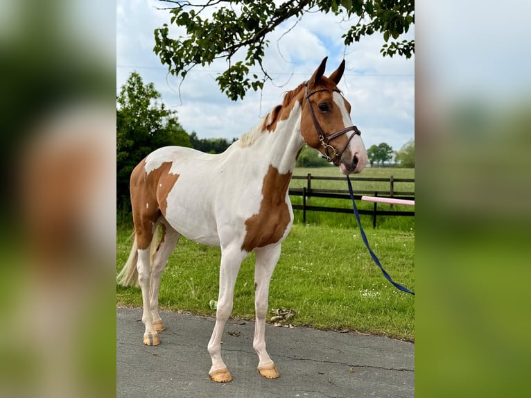 Oldenburger Springpferd Wallach 6 Jahre 169 cm Schecke in Münster