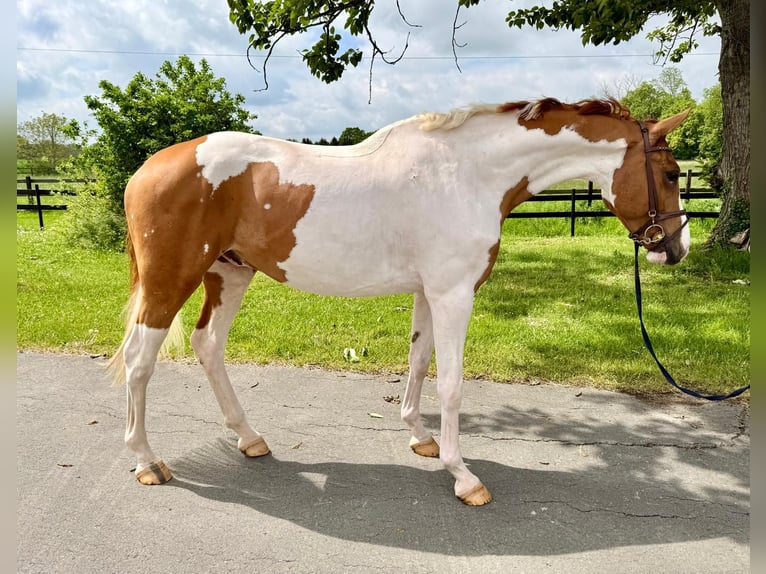 Oldenburger Springpferd Wallach 6 Jahre 169 cm Schecke in Münster