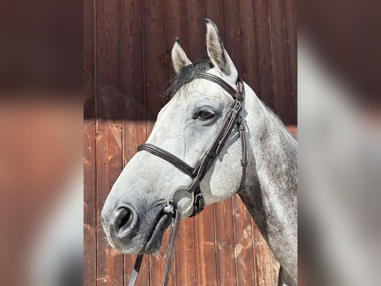 Oldenburger Springpferd Wallach 6 Jahre 169 cm Schimmel in Kirchansch&#xF6;ring