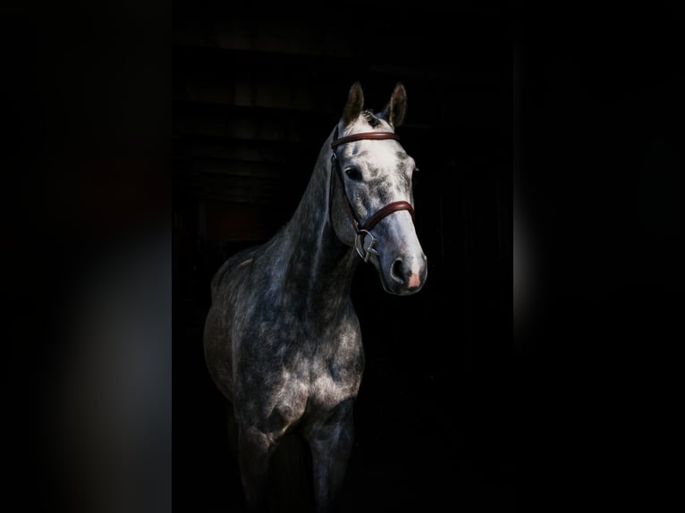 Oldenburger Springpferd Wallach 6 Jahre 170 cm Apfelschimmel in Lastrup