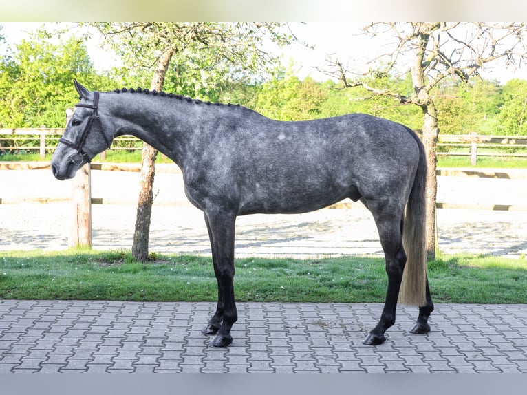 Oldenburger Springpferd Wallach 6 Jahre 170 cm Apfelschimmel in Lastrup