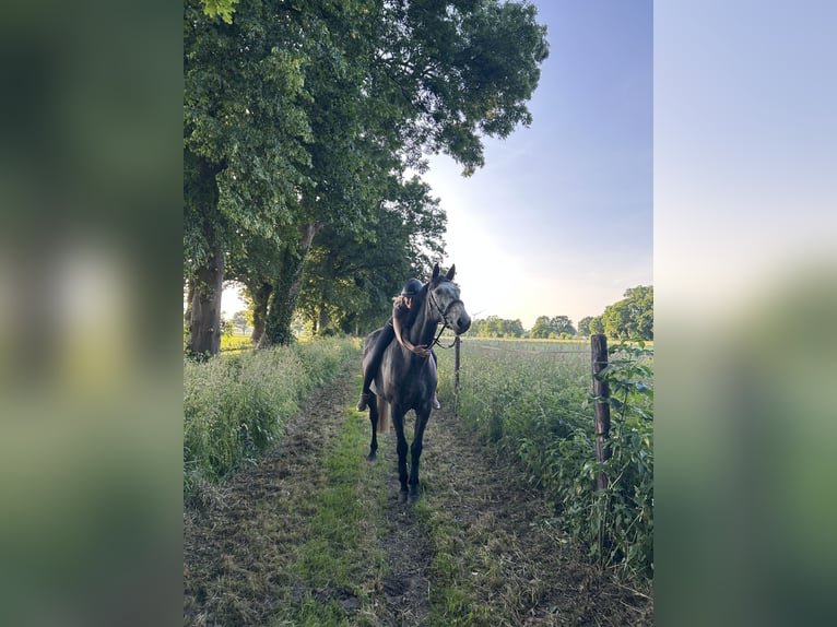 Oldenburger Springpferd Wallach 6 Jahre 170 cm Apfelschimmel in Pinneberg