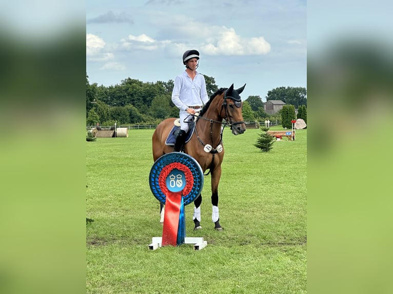 Oldenburger Springpferd Wallach 6 Jahre 170 cm Brauner in Bad Bevensen