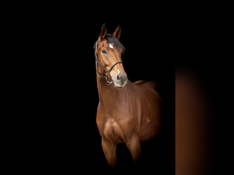 Oldenburger Springpferd Wallach 6 Jahre 170 cm Brauner in Bad Bevensen