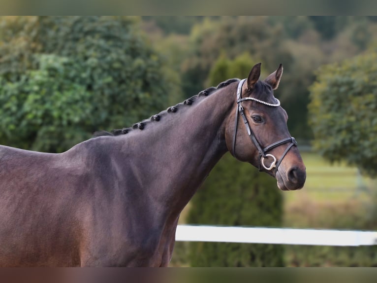 Oldenburger Springpferd Wallach 6 Jahre 170 cm Schwarzbrauner in Schwäbisch Hall Oldenburger Springpferd Wallach 6 Jahre 170 cm Schwarzbrauner in Schwäbisch Hall