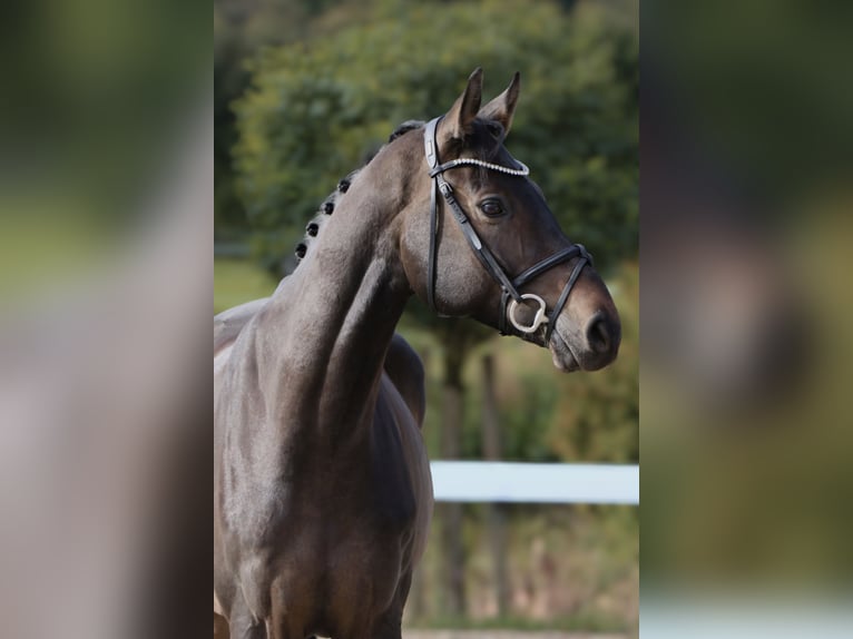 Oldenburger Springpferd Wallach 6 Jahre 170 cm Schwarzbrauner in Schwäbisch Hall Oldenburger Springpferd Wallach 6 Jahre 170 cm Schwarzbrauner in Schwäbisch Hall