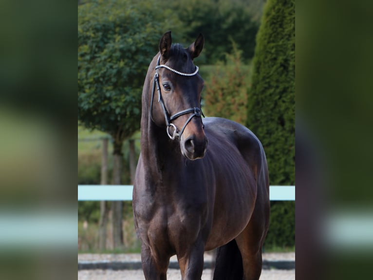 Oldenburger Springpferd Wallach 6 Jahre 170 cm Schwarzbrauner in Schwäbisch Hall Oldenburger Springpferd Wallach 6 Jahre 170 cm Schwarzbrauner in Schwäbisch Hall