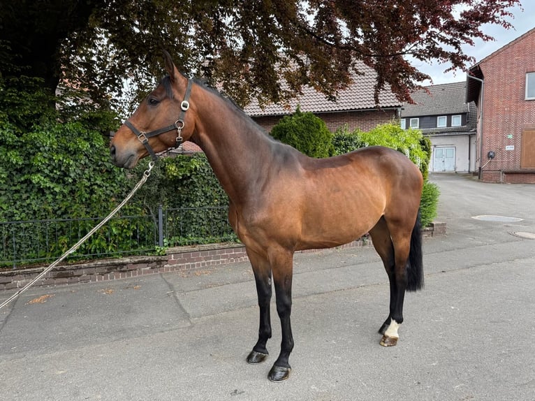 Oldenburger Springpferd Wallach 6 Jahre 172 cm Brauner in Auetal