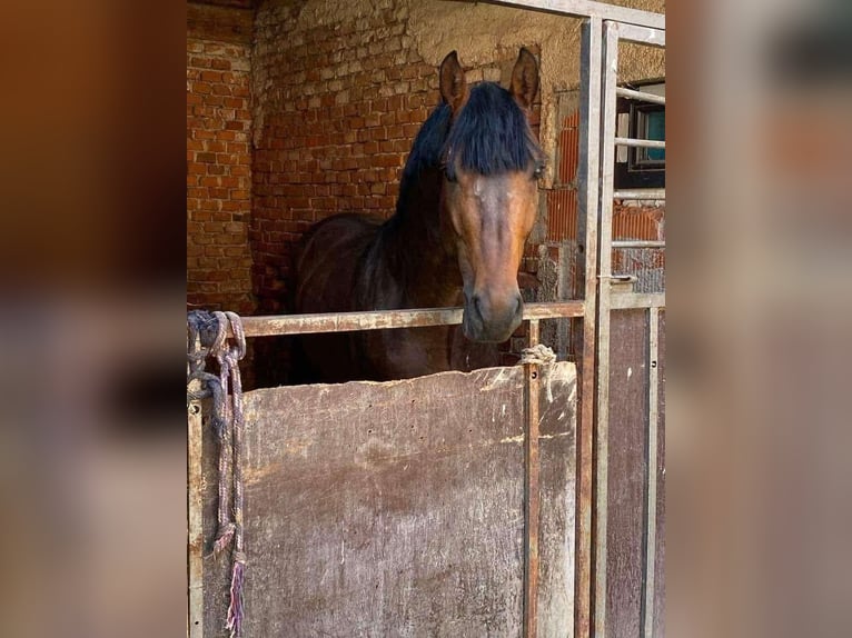 Oldenburger Springpferd Wallach 6 Jahre 172 cm Brauner in Auetal