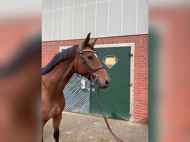 Oldenburger Springpferd Wallach 6 Jahre 172 cm Brauner in Berge