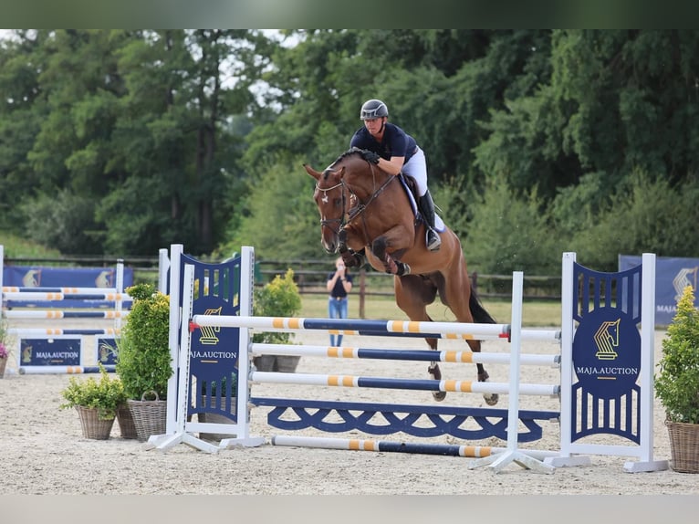 Oldenburger Springpferd Wallach 6 Jahre 172 cm Brauner in Diepholz