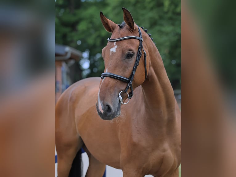 Oldenburger Springpferd Wallach 6 Jahre 172 cm Brauner in Diepholz