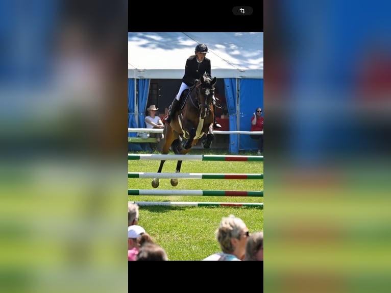 Oldenburger Springpferd Wallach 6 Jahre 172 cm Dunkelbrauner in Trassenheide