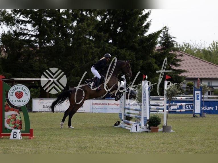 Oldenburger Springpferd Wallach 6 Jahre 172 cm Dunkelbrauner in Trassenheide