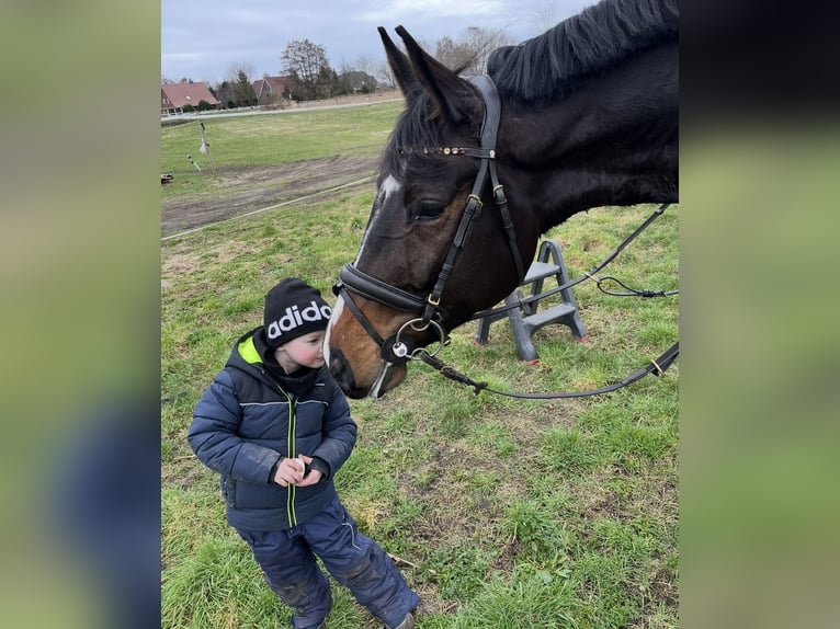 Oldenburger Springpferd Wallach 6 Jahre 172 cm Dunkelbrauner in Trassenheide