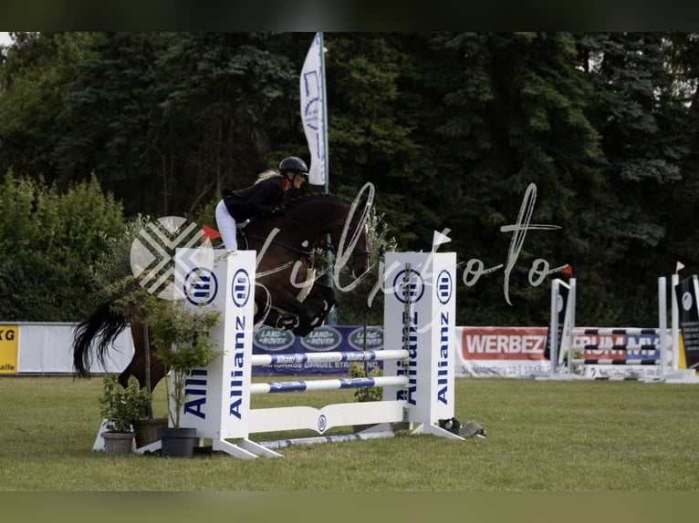Oldenburger Springpferd Wallach 6 Jahre 172 cm Dunkelbrauner in Trassenheide