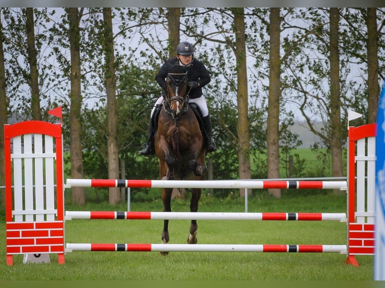 Oldenburger Springpferd Wallach 6 Jahre 172 cm Dunkelbrauner in Trassenheide