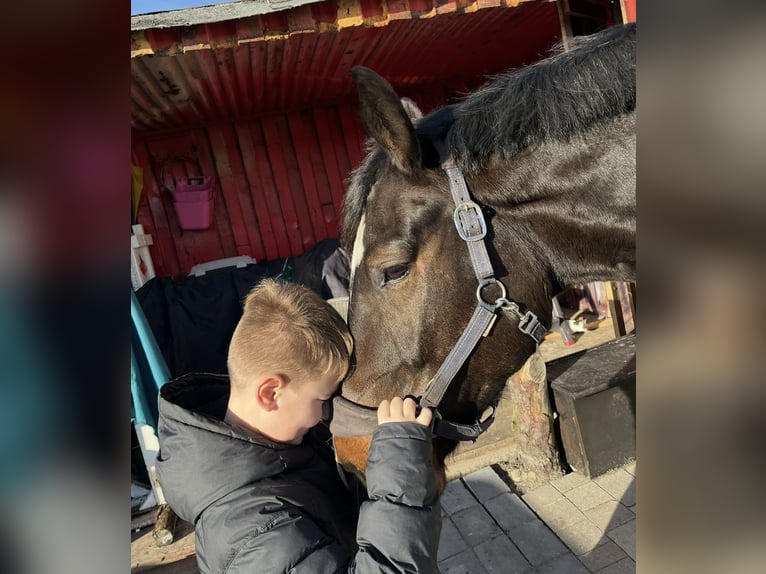 Oldenburger Springpferd Wallach 6 Jahre 172 cm Dunkelbrauner in Trassenheide