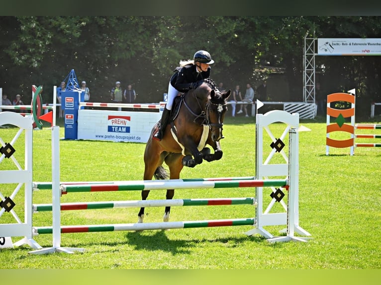 Oldenburger Springpferd Wallach 6 Jahre 172 cm Dunkelbrauner in Trassenheide