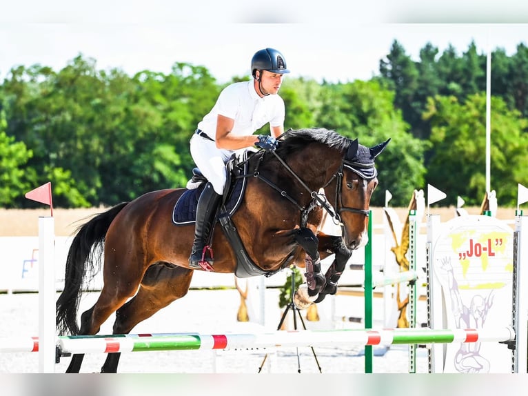 Oldenburger Springpferd Wallach 6 Jahre 172 cm Rotbrauner in Trzebusz