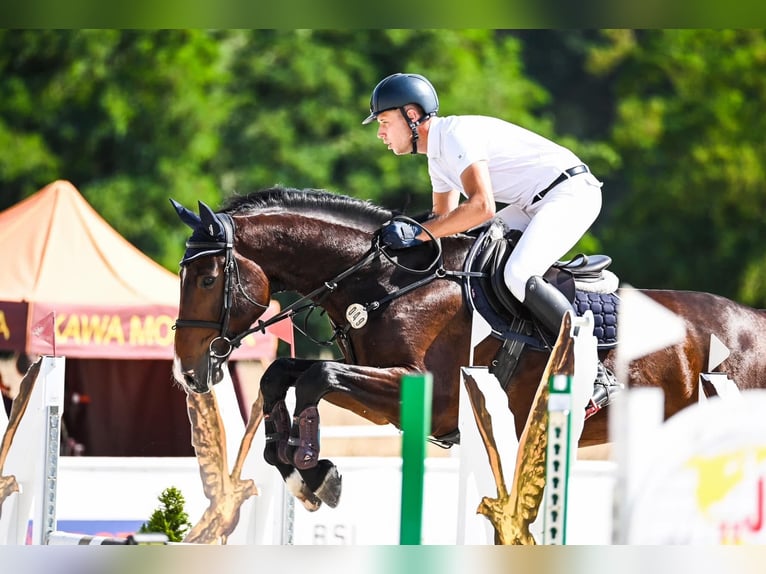 Oldenburger Springpferd Wallach 6 Jahre 172 cm Rotbrauner in Trzebusz