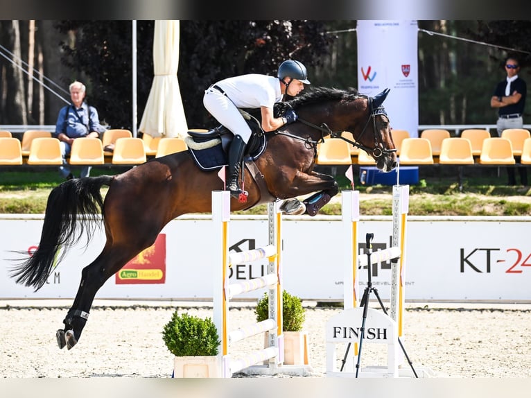 Oldenburger Springpferd Wallach 6 Jahre 172 cm Rotbrauner in Trzebusz