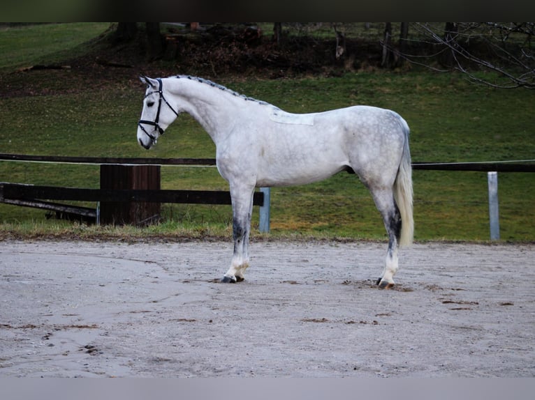 Oldenburger Springpferd Wallach 6 Jahre 172 cm Schimmel in Modautal