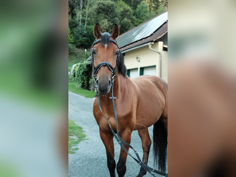 Oldenburger Springpferd Wallach 6 Jahre 173 cm Brauner in Althofen