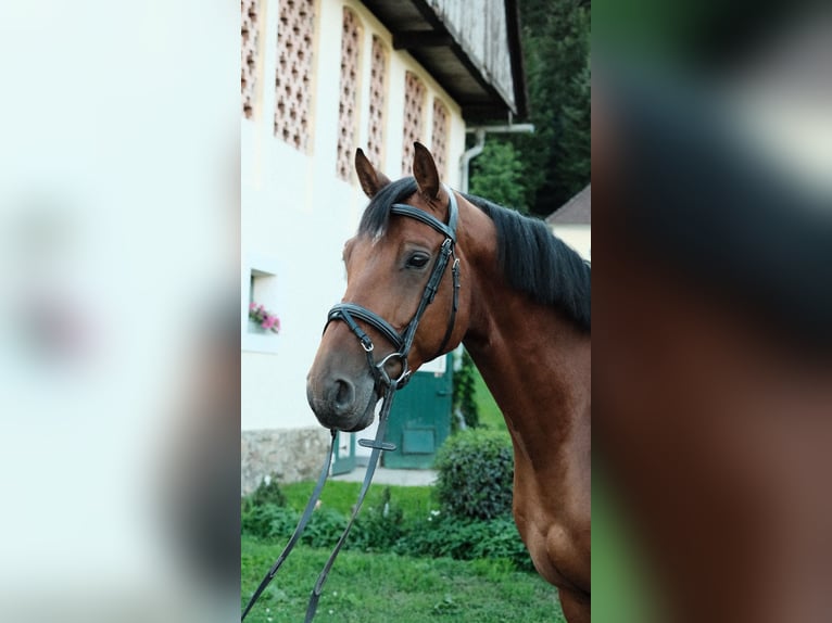 Oldenburger Springpferd Wallach 6 Jahre 173 cm Brauner in Althofen