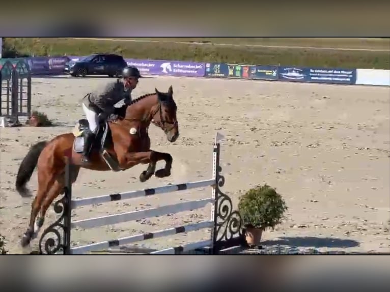 Oldenburger Springpferd Wallach 6 Jahre 173 cm Brauner in Gadow