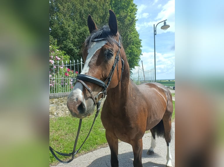 Oldenburger Springpferd Wallach 6 Jahre 173 cm Brauner in Mügeln