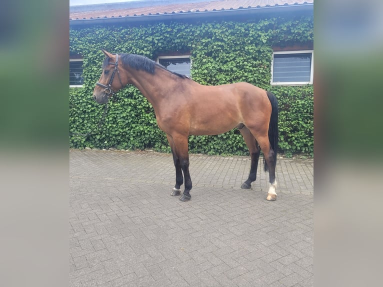 Oldenburger Springpferd Wallach 6 Jahre 174 cm Brauner in Bottrop