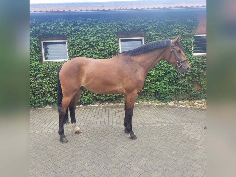 Oldenburger Springpferd Wallach 6 Jahre 174 cm Brauner in Bottrop