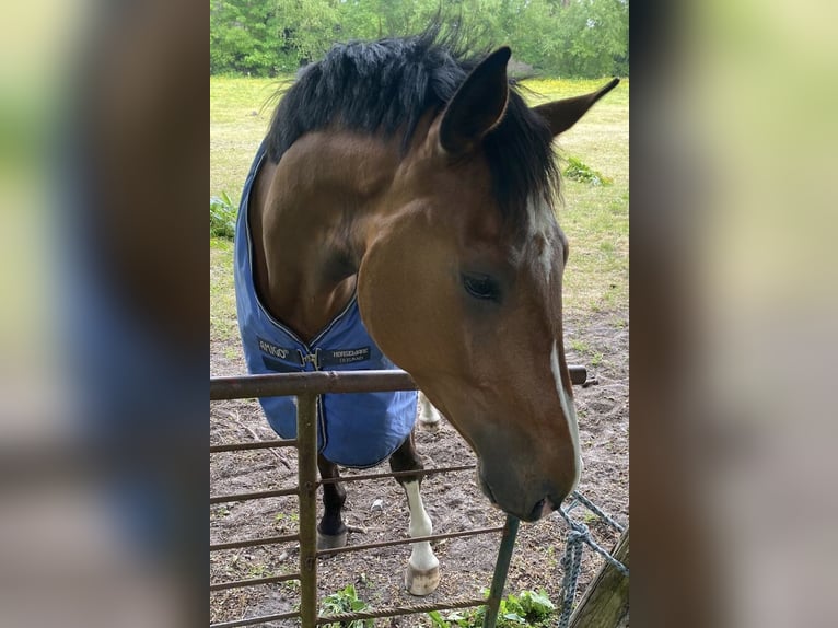 Oldenburger Springpferd Wallach 6 Jahre 175 cm Brauner in Lindern (Oldenburg)