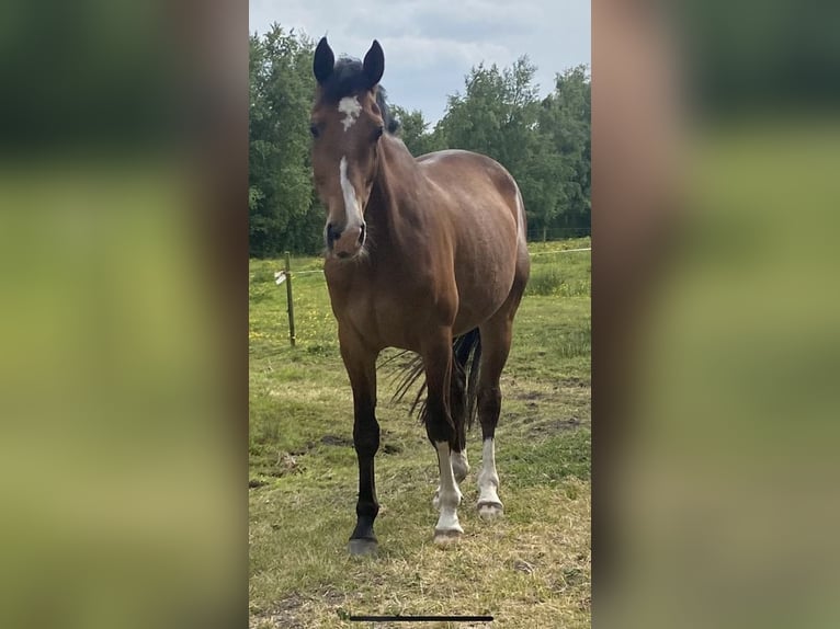 Oldenburger Springpferd Wallach 6 Jahre 175 cm Brauner in Lindern (Oldenburg)
