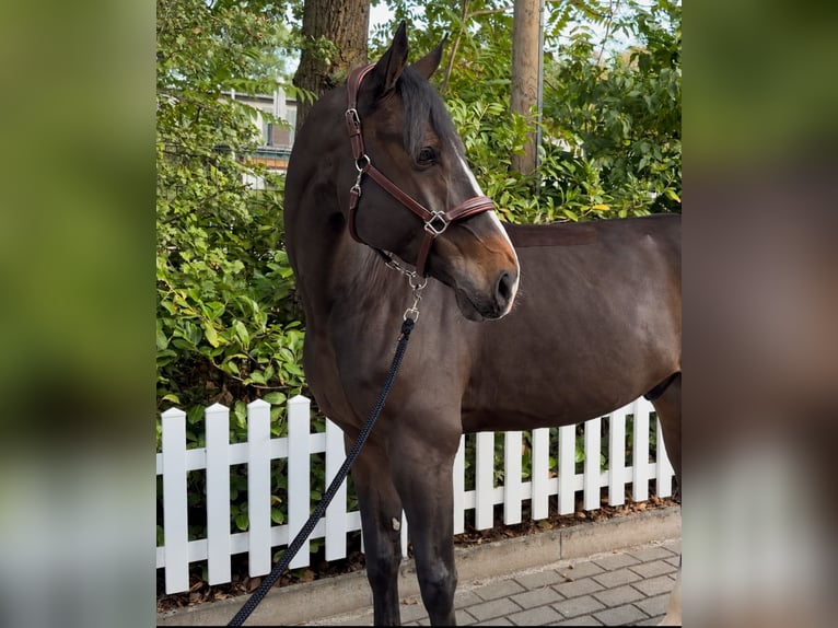 Oldenburger Springpferd Wallach 6 Jahre 175 cm Brauner in Frankfurt am Main