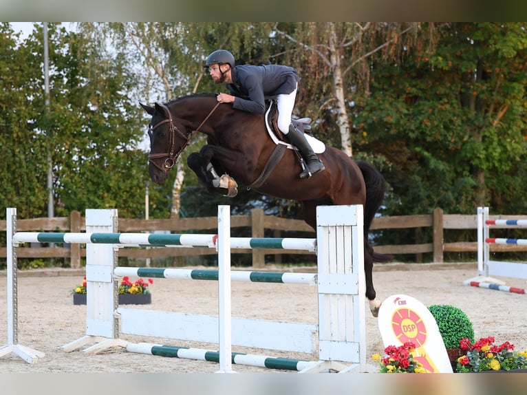 Oldenburger Springpferd Wallach 6 Jahre 175 cm Rappe in Gomadingen