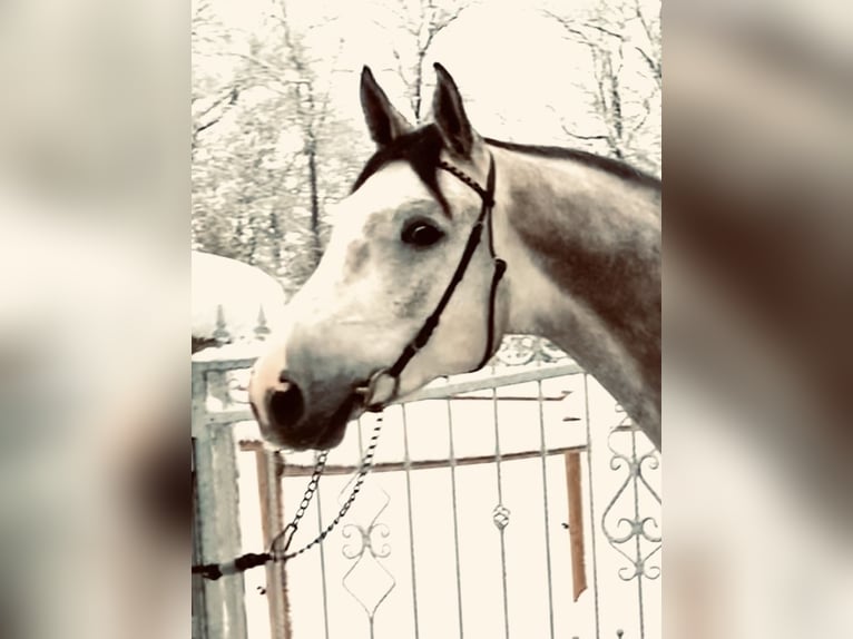 Oldenburger Springpferd Wallach 6 Jahre 175 cm Schimmel in Altusried