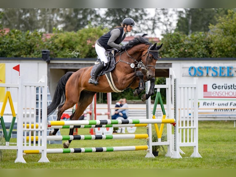 Oldenburger Springpferd Wallach 6 Jahre 176 cm Brauner in Hohen Wangelin