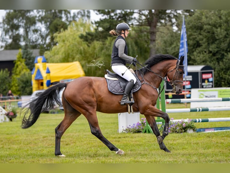 Oldenburger Springpferd Wallach 6 Jahre 176 cm Brauner in Hohen Wangelin