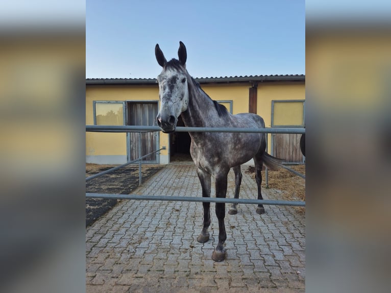 Oldenburger Springpferd Wallach 6 Jahre 183 cm Rappschimmel in Wemding