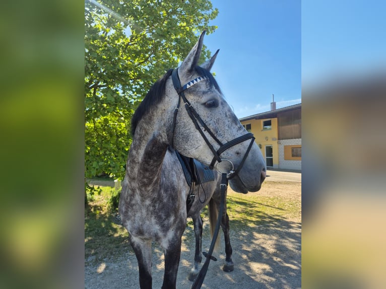 Oldenburger Springpferd Wallach 6 Jahre 183 cm Rappschimmel in Wemding