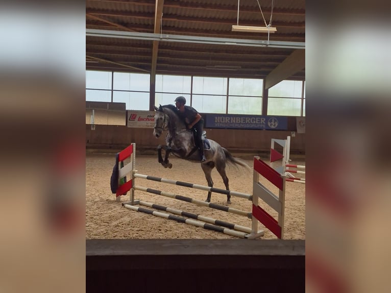 Oldenburger Springpferd Wallach 6 Jahre 183 cm Rappschimmel in Wemding