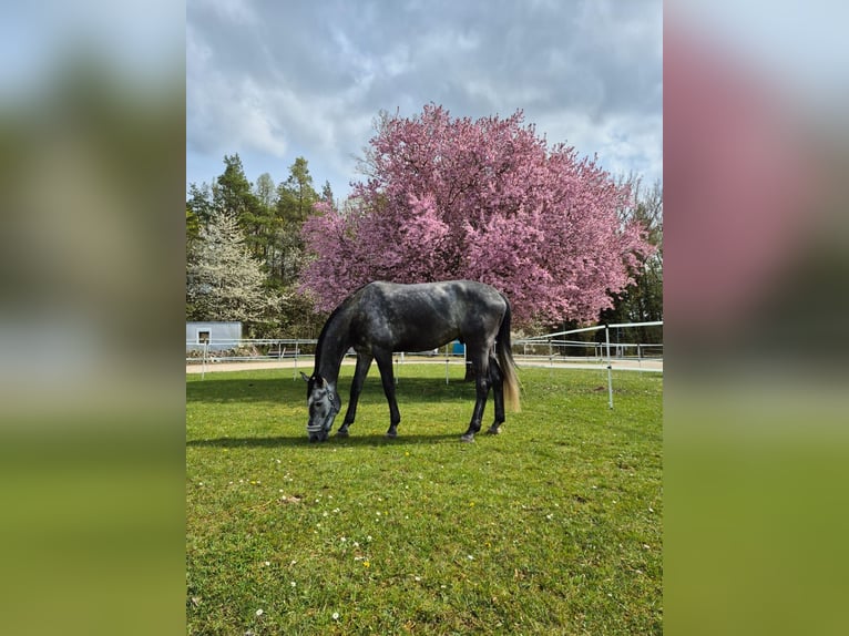 Oldenburger Springpferd Wallach 6 Jahre 183 cm Rappschimmel in Wemding